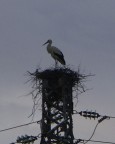 cicogna cicogna