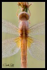 Libellula e rugiada Libellula e rugiada