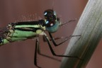 libellula libellula