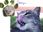 Pensiero felino Pensiero felino