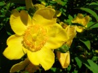 fiore giallo fiore giallo