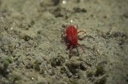 Tetranychus urticae Tetranychus urticae