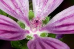 Fiore Fiore