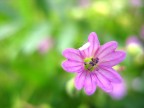 Piccolo sogno Piccolo sogno