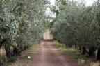 strada di campagna strada di campagna
