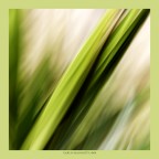 Yucca 2 Yucca 2