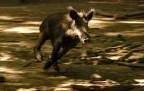cinghiale in panning