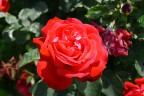 Fiori di casa Fiori di casa