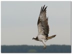 Falco pescatore Falco pescatore