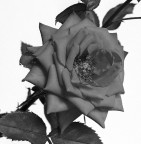 Rollei 6006 con 80 Planar
Pellicola Ilford FP4+ in Xtol