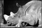rino rino
