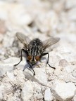 mosca mosca