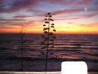 My dream My dream