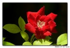 Piccola rosa Piccola rosa