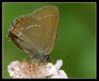 Tecla del legno (Satyrium ilicis) Tecla del legno (Satyrium ilicis)