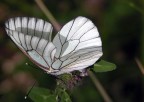 Farfalla! Farfalla!