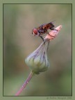 Mosca...dormiente Mosca...dormiente