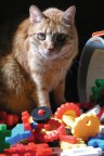 gioco felino gioco felino