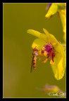 Sirfide e fiore Sirfide e fiore