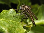 Asillide Asillide