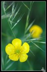 Giallo Giallo