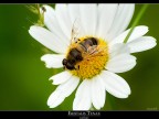Eristalis Tenax Eristalis Tenax