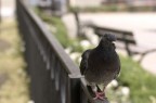 la passeggiata del piccione la passeggiata del piccione