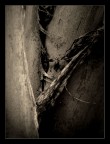 Torn Torn