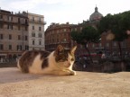 Re di Roma Re di Roma