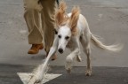 saluki in action