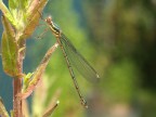damigella damigella