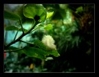 Life Plum Life Plum