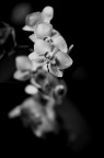 Orchidea.. Orchidea..