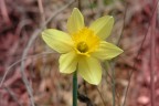 fiore_01 fiore_01