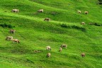 Mucce al pascolo! Mucce al pascolo!