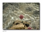 Le Onde Le Onde