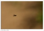 Drosophila Drosophila