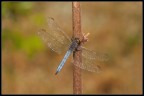 Libellula storta