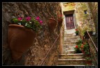 Fiori d'estate Fiori d'estate