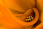 Coccinella gialla Coccinella gialla