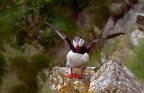 Puffin! Puffin!