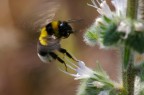 Bombo Bombo
