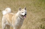 Il mio cane Il mio cane