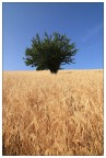 Lonely Tree (Differetn Cut) Lonely Tree (Differetn Cut)
