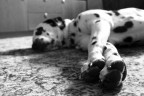 il mio cagnaccio il mio cagnaccio