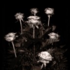 Rose Rose