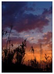 i colori del tramonto sbirciando tra le frasche ^_^ i colori del tramonto sbirciando tra le frasche ^_^