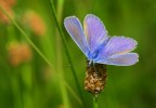 Cianiris meravigliosa. Cianiris meravigliosa.