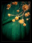Little Suns Little Suns