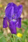Iris germanica Iris germanica